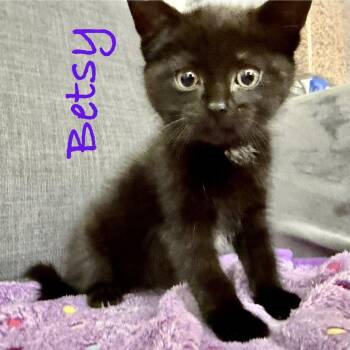 Domestic Short Hair Cats Available for Adoption in Reston, Virginia - Betsy | PetCurious