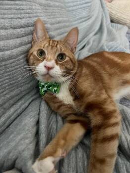 Rescue Domestic Short Hair Cats for Adoption in New York, New York - Gemini | PetCurious