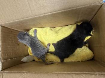 A1928701 -  Domestic Short Hair Cat for Adoption in Riverside, California - A1928701 | PetCurious