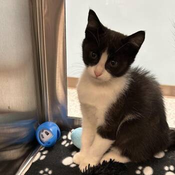 Panda -  Domestic Medium Hair Cat for Adoption in Ottawa, Kansas - Panda | PetCurious