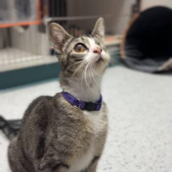 Willa -  Domestic Short Hair Cat for Adoption in Lenexa, Kansas - Willa | PetCurious