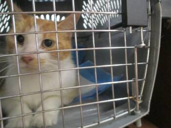 Domestic Short Hair Cats Available for Adoption in Ocala, Florida - BUSTER | PetCurious