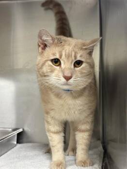 Domestic Short Hair Cats Available for Adoption - CLARKE | PetCurious