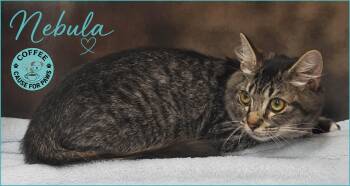 Nebula -  Domestic Long Hair Cat for Adoption in Douglas, Georgia - Nebula | PetCurious