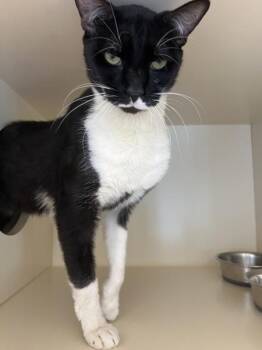 Domestic Short Hair Cats Available for Adoption in Silverdale, Washington - Rosie Roo | PetCurious