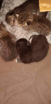 Rescue Domestic Short Hair Cats for Adoption in Town 