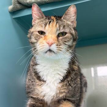 Sundae -  Domestic Short Hair Cat for Adoption in Sunrise, Florida - Sundae | PetCurious