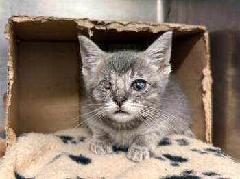 BLIPPI -  Domestic Short Hair Cat for Adoption in Antioch, California - BLIPPI | PetCurious