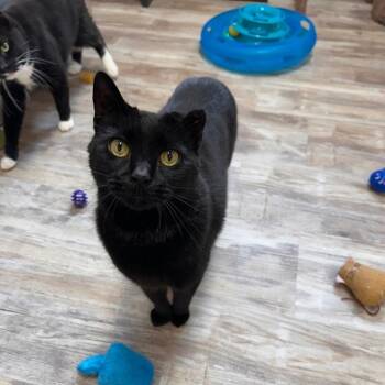 Big Boy -  Domestic Short Hair Cat for Adoption in Greensburg, Pennsylvania - Big Boy | PetCurious