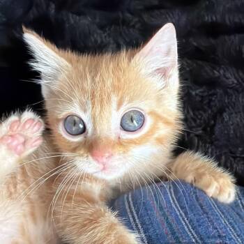 Hermes -  Domestic Short Hair Cat for Adoption in Nashville, Indiana - Hermes | PetCurious