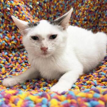 Shoot -  Domestic Short Hair Cat for Adoption in Mt. Juliet, Tennessee - Shoot | PetCurious