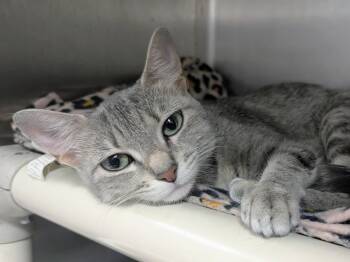 Helen -  Domestic Short Hair Cat for Adoption in Springfield, Illinois - Helen | PetCurious