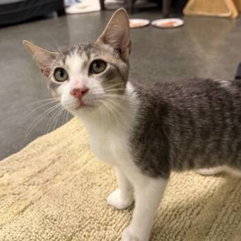 Fred -  Domestic Short Hair Cat for Adoption in Dickinson, Texas - Fred | PetCurious