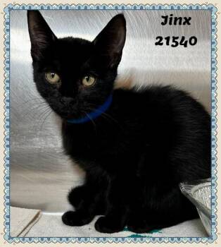 JINX -  Domestic Short Hair and Bombay Cat for Adoption in Marietta, Georgia - JINX | PetCurious