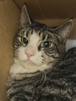 Domestic Short Hair Cats Available for Adoption in West Chester, Pennsylvania - Puff | PetCurious