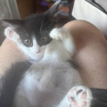 Jaxson -  Domestic Short Hair Cat for Adoption in Spokane, Washington - Jaxson | PetCurious