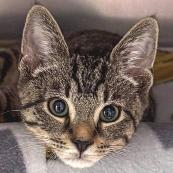 Domestic Short Hair Cats Available for Adoption in Kennebunk, Maine - Baby Beans | PetCurious