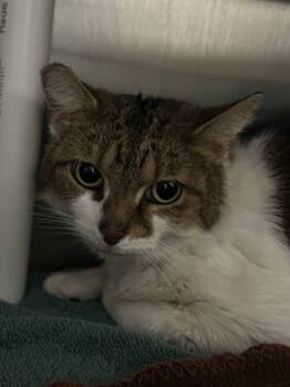 Rescue Domestic Short Hair Cats for Adoption in Cincinnati, Ohio - Mimi | PetCurious