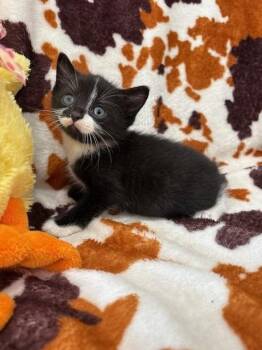 Domestic Short Hair Cats Available for Adoption in Warrenton, North Carolina - LENNY | PetCurious