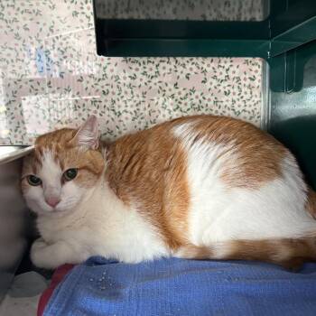 Sweety -  Domestic Short Hair Cat for Adoption in Springtown, Texas - Sweety | PetCurious