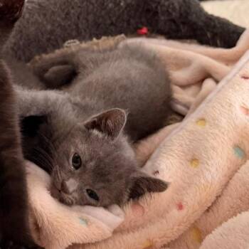 Cal -  Domestic Short Hair Cat for Adoption in Grantsville, Utah - Cal | PetCurious