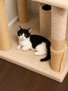 Trudy -  Domestic Short Hair Cat for Adoption in Rio Linda, California - Trudy | PetCurious