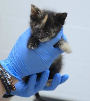 Sarabi -  Domestic Short Hair Cat for Adoption in Westland, Michigan - Sarabi | PetCurious