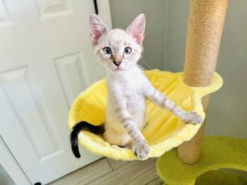 Jasper -  Domestic Short Hair and Siamese Cat for Adoption in Alafaya, Florida - Jasper | PetCurious