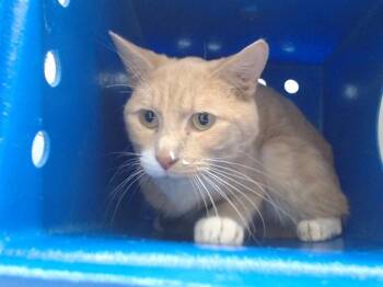 Domestic Short Hair Cats Available for Adoption - MR. WHISKERS | PetCurious