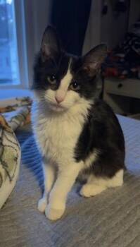 Domestic Short Hair Cats Available for Adoption - JINX | PetCurious