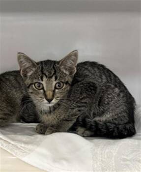 RUDY -  Domestic Short Hair Cat for Adoption in Boston, Massachusetts - RUDY | PetCurious