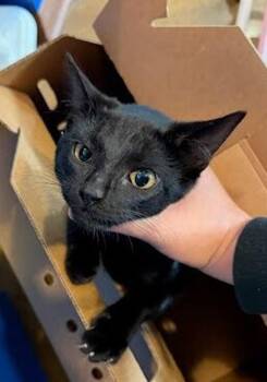 Treetop -  Domestic Short Hair Cat for Adoption in Austin, Texas - Treetop | PetCurious