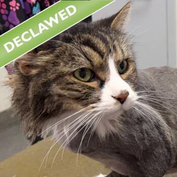 Midnight -  Domestic Long Hair Cat for Adoption in Des Moines, Iowa - Midnight | PetCurious