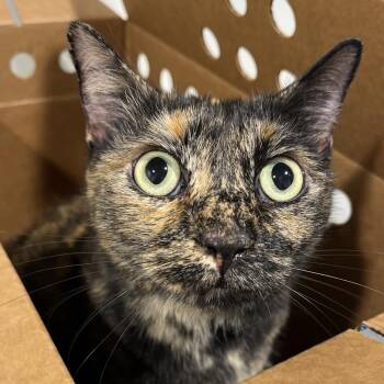 Domestic Short Hair Cats Available for Adoption - Aggie | PetCurious