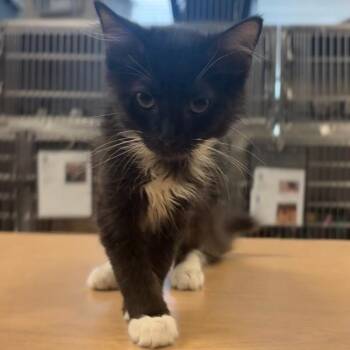 Clydesdale -  Domestic Medium Hair Cat for Adoption in Charlottesville, Virginia - Clydesdale | PetCurious