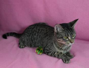 Rescue Domestic Short Hair Cats for Adoption in Minneapolis, Minnesota - Madeline | PetCurious