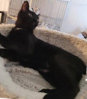 Domestic Short Hair Cats Available for Adoption in Oakland Park, Florida - Baci - PSP Foster Home | PetCurious