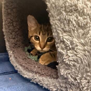 Skedaddle -  Domestic Short Hair Cat for Adoption in Indianapolis, Indiana - Skedaddle | PetCurious