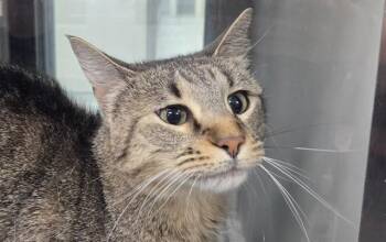 SUSIE -  Domestic Short Hair Cat for Adoption in Rowlett, Texas - SUSIE | PetCurious