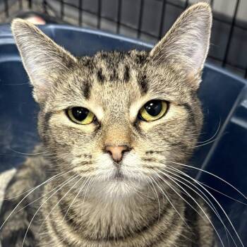 Domestic Short Hair Cats Available for Adoption - Devine | PetCurious