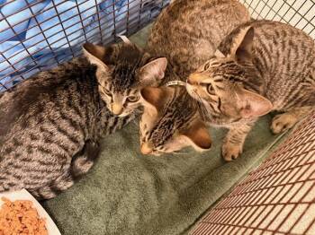 PIDGEOT -  Domestic Short Hair Cat for Adoption in Tustin, California - PIDGEOT | PetCurious