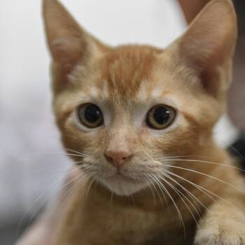 Hokulani -  Domestic Short Hair Cat for Adoption in Redwood City, California - Hokulani | PetCurious