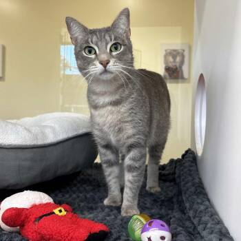 Domestic Short Hair Cats Available for Adoption in Beaumont, Texas - Lady Mae | PetCurious