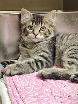 CHIMICHANGA -  Domestic Medium Hair Cat for Adoption in Clyde, North Carolina - CHIMICHANGA | PetCurious