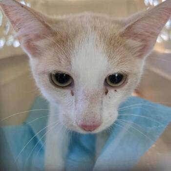 Graphite -  Domestic Short Hair Cat for Adoption in Salt Lake City, Utah - Graphite | PetCurious
