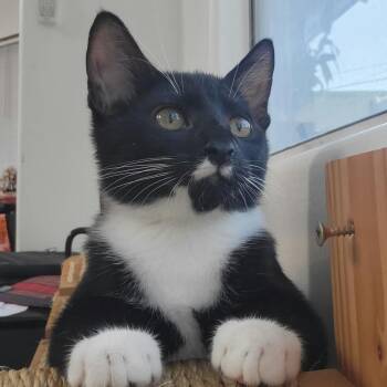 Leo -  Domestic Short Hair Cat for Adoption in Los Angeles, California - Leo | PetCurious