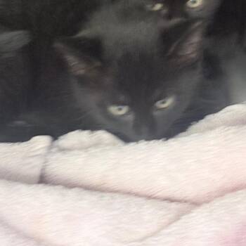 Domestic Short Hair Cats Available for Adoption in Jupiter, Florida - Lieutenant | PetCurious