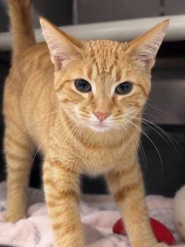 APOLLO -  Domestic Short Hair Cat for Adoption in Wyandotte, Michigan - APOLLO | PetCurious