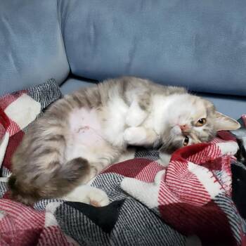 Rescue Domestic Short Hair and Dilute Calico Cats for Adoption in Somerset, Kentucky - Cloud M | PetCurious