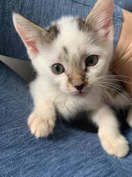 Winter (5555) -  Domestic Short Hair Cat for Adoption in Zephyrhills, Florida - Winter (5555) | PetCurious